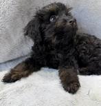 Mini Australian Doodles, Dieren en Toebehoren, Honden | Chihuahua's en Gezelschapshonden, Parvo, Overige rassen, 8 tot 15 weken