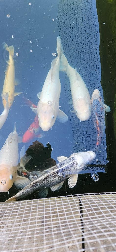 Prachtige gezonde Koi vissen 30-60 cm te koop (10 stuks), Karper of Koi