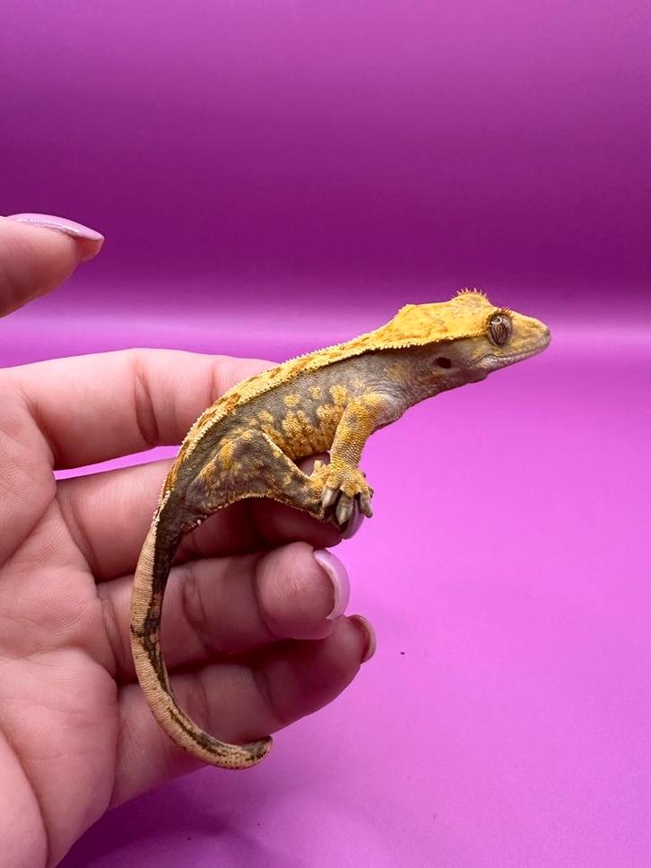 Wimpergekko baby unsexed Crested Gecko - unknown for sale from RX Cresties