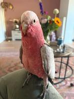 Jonge rosé kaketoe zoekt een liefdevol en ervaren thuis, Mannelijk, Papegaai, Pratend