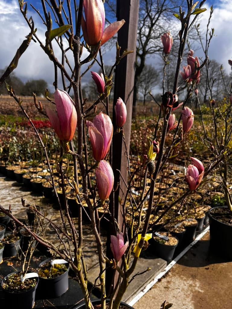 Magnolia Heaven Scent meerstammig Beverboom, Ophalen, Lente, Volle zon, Overige soorten