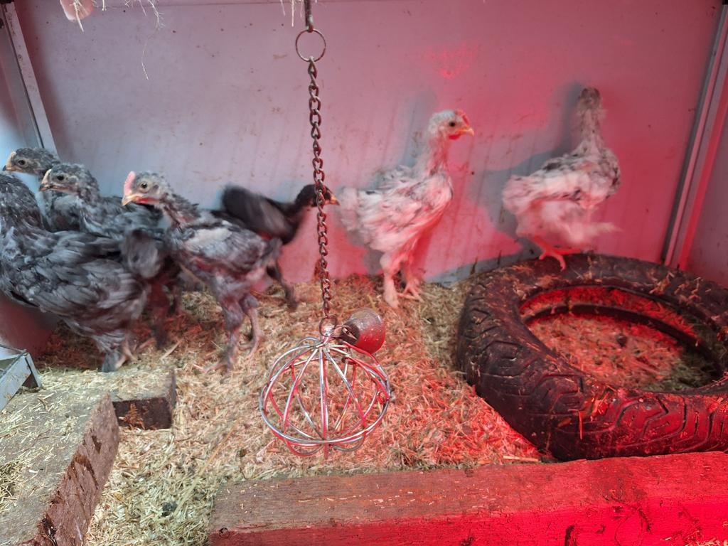 4 marans haantjes, Dieren en Toebehoren, Pluimvee, Mannelijk, Kip