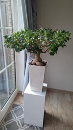 Bonsai incl. Disignpot met bewateringssysteem, Ophalen, Halfschaduw, In pot, Minder dan 100 cm