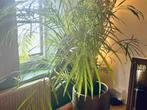 Grote Areca Goud Palm, inclusief luxe pot! Blikvanger plant, Ophalen, 200 cm of meer, Palm, Halfschaduw