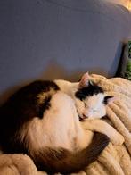 Kat, Kater, Kortharig, 3 tot 5 jaar