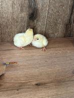 Poule de bresse kuikens, Dieren en Toebehoren, Pluimvee, Geslacht onbekend, Kip