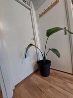 Strelitzia (paradijsvogelplant), Ophalen, Overige soorten, Halfschaduw, In pot