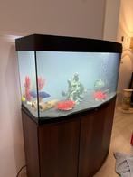 Juwel Vision 260 Aquarium 240L + meubel + Malawi Cichliden, Dieren en Toebehoren, Vissen | Aquaria en Toebehoren, Ophalen, Zo goed als nieuw
