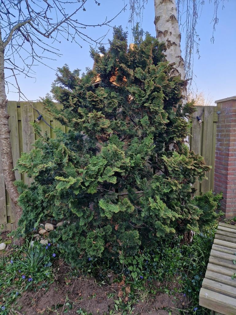 Japanse cipres - gratis op te halen, Ophalen