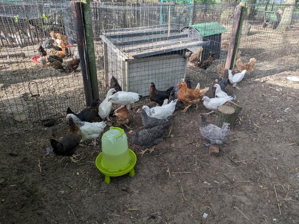 Legkippen, Dieren en Toebehoren, Pluimvee, Vrouwelijk, Kip