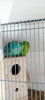 Te koop koppel catharinaparkieten, Dieren en Toebehoren, Vogels | Parkieten en Papegaaien, Meerdere dieren, Parkiet