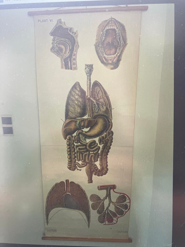 Vintage Anatomische Schoolplaat - Spijsvertering & Ademhalin, Antiek en Kunst, Antiek | Schoolplaten, Ophalen of Verzenden, Natuur en Biologie