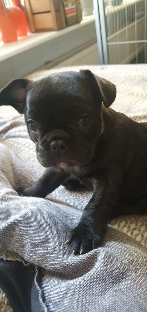 Franse bulldog pup, Dieren en Toebehoren, 8 tot 15 weken, Teef, Bulldog, Eén hond