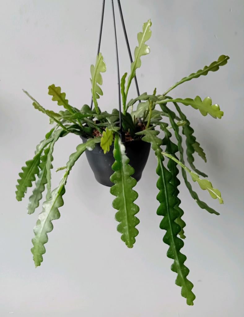 Hangplant 30cm zaagcactus, Ophalen, Overige soorten, Halfschaduw, In pot