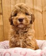 Medium labradoodle pups 🎈Knappe pups uit liefdevol gezin, Parvo, Overige rassen, 8 tot 15 weken, Meerdere