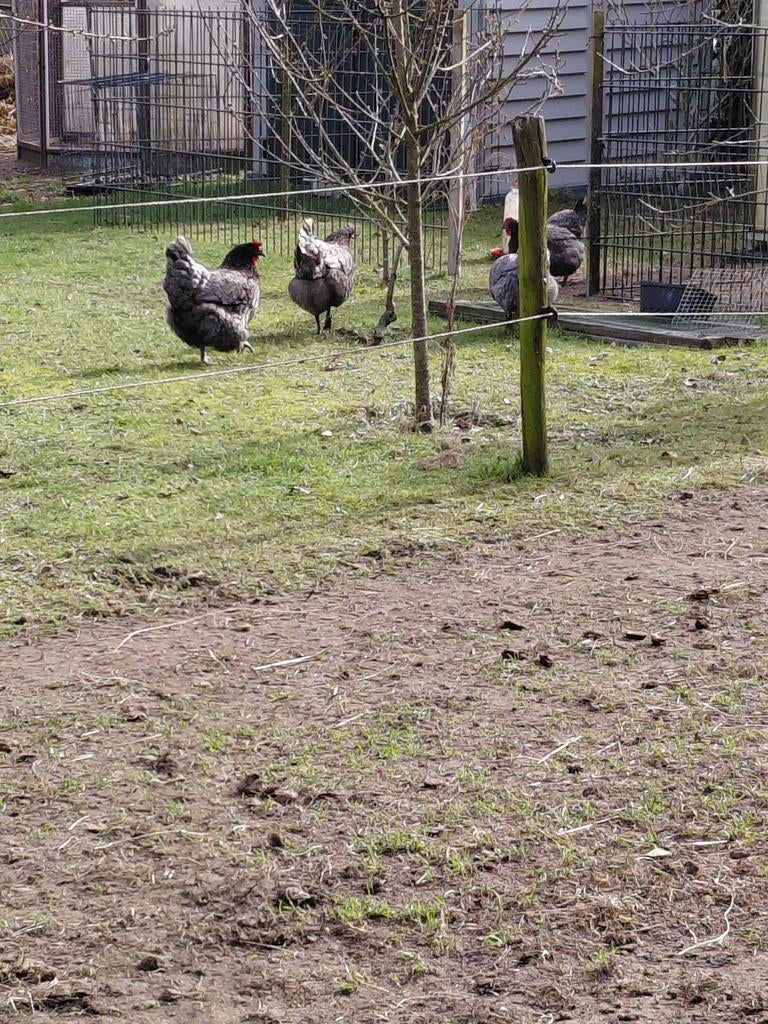 Diverse broedeieren, Geslacht onbekend, Kip