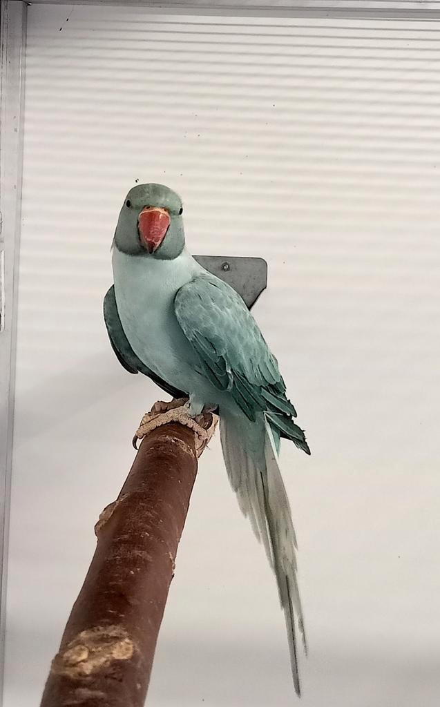 Halsbandparkiet Opaline Turquoise split Bleekstaart Pop 2025, Dieren en Toebehoren, Vogels | Parkieten en Papegaaien, Parkiet