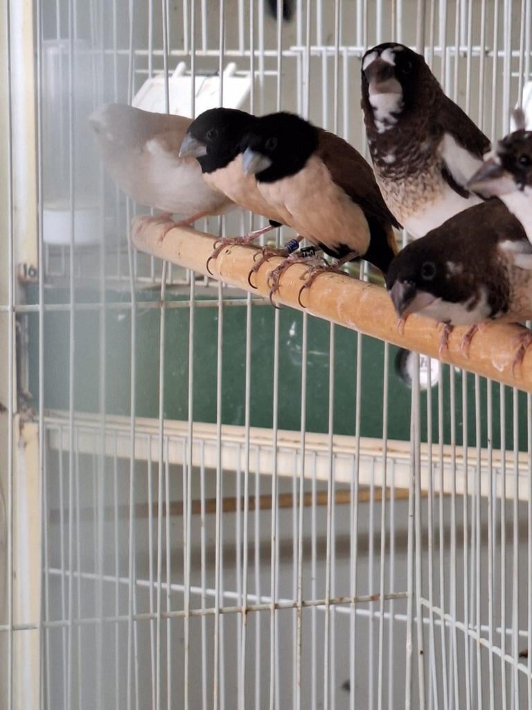 Verschillende koppels tropische vogels en ivory goulds, Meerdere dieren, Tropenvogel, Geringd
