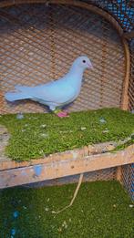 Duiven te koop, Meerdere dieren, Overige soorten