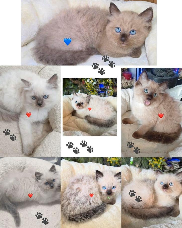 Ragdoll kittens, Super mooi & Lief en Aanhankelijk ️, Dieren en Toebehoren, Katten en Kittens | Raskatten | Langhaar, Meerdere dieren