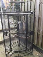 Papegaai kooi vogel kooi, Mannelijk, Papegaai