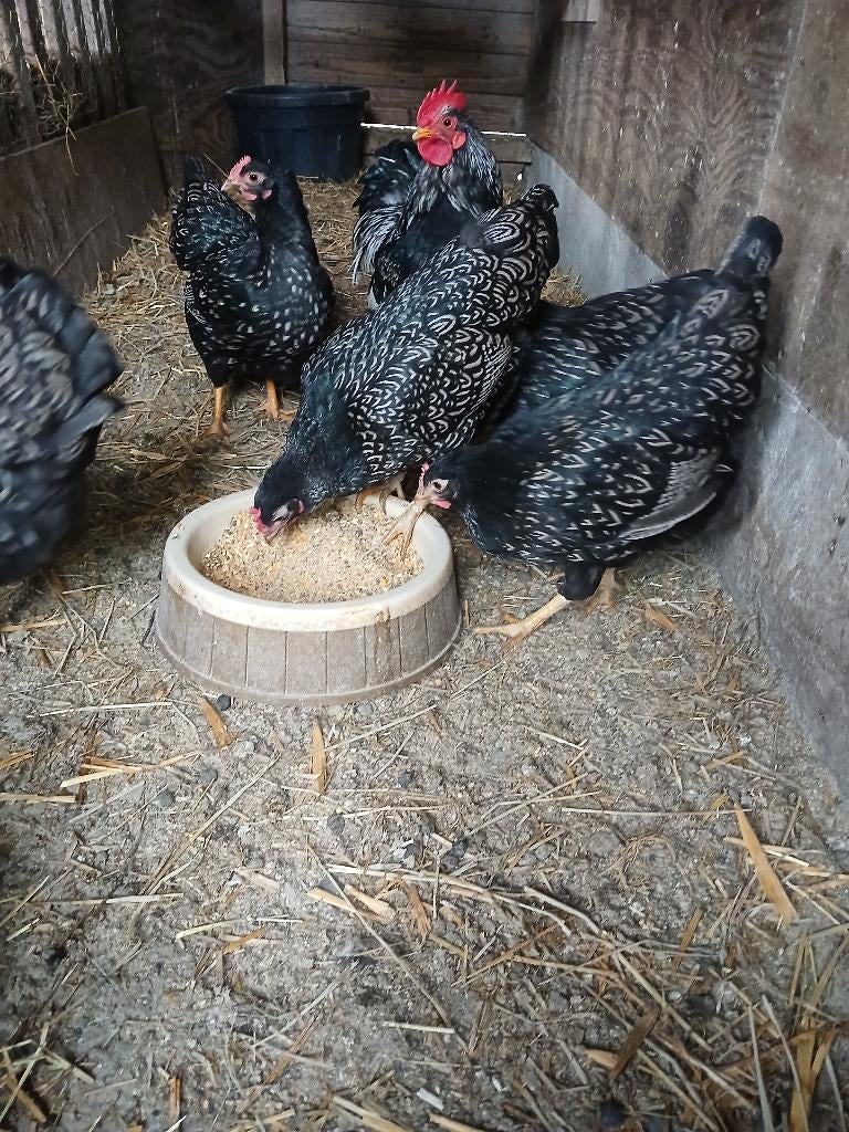 Broedeieren Barnevelder kriel, Geslacht onbekend, Kip