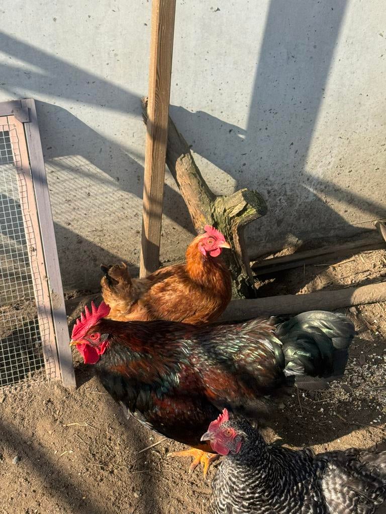 Haan gratis ophalen, Dieren en Toebehoren, Mannelijk, Kip