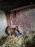 Mooie dek ram, Dieren en Toebehoren, Konijnen, Mannelijk, Klein, 0 tot 2 jaar