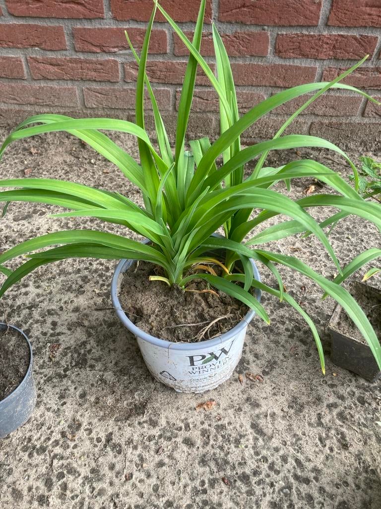 Eendaagse lelies oranje, Overige soorten, Volle zon, Vaste plant, Ophalen of Verzenden