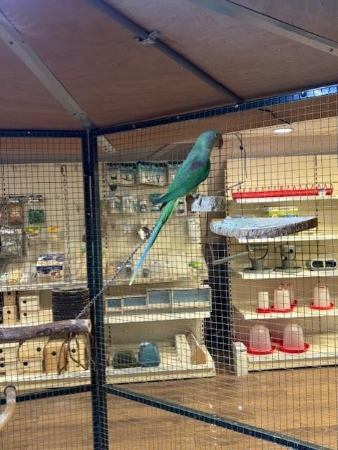 Jonge Alexander parkiet, Dieren en Toebehoren, Vogels | Parkieten en Papegaaien, Geslacht onbekend, Parkiet