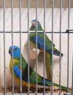 Koppel turquoisine split cinnamon, Meerdere dieren, Parkiet