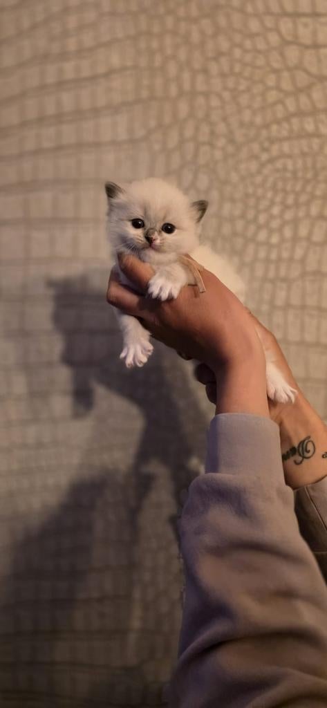 Lieve ragdoll kittens, Dieren en Toebehoren, Meerdere dieren, Gechipt