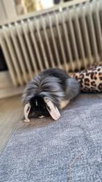 Lief, speels konijntje (14 weken) zoekt nieuw huisje, Dieren en Toebehoren, Mannelijk, Dwerg