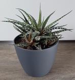 Mooie makkelijke plant Haworthia in leuke kunststof sierpot., Ophalen, Vetplant, In pot, Minder dan 100 cm