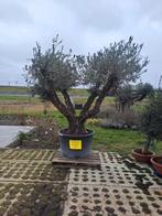 Super grote olijfbomen - Tuincentrum van der Spek, Bloeit niet, Olijfboom, 250 tot 400 cm, Ophalen