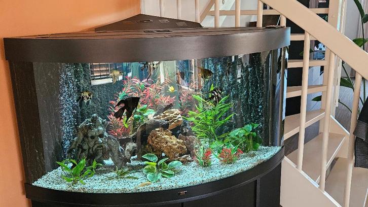 Vissen, Dieren en Toebehoren, Vissen | Aquariumvissen, Zoetwatervis, Vis