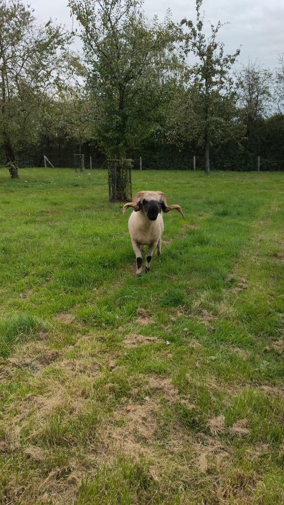 Wallischer schwarznase stamboek ram, Mannelijk, Schaap, 3 tot 5 jaar