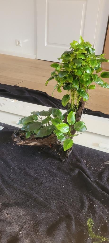 Anubia op groot stuk kienhout, Dieren en Toebehoren