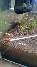 Crystal red garnalen, Ophalen, Nieuw