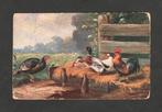 Reclamekaart Sluis Ochtendvoer Gemengd Graan Kippen Eenden., Ophalen of Verzenden, Voor 1920, Ongelopen, Vogel