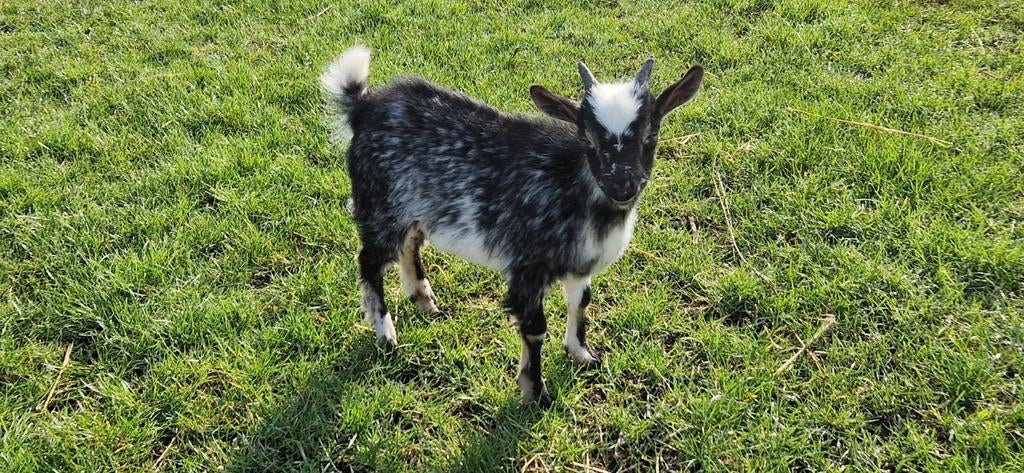 Prachtig hermelijn boklammetje, Dieren en Toebehoren, Mannelijk, Geit, 0 tot 2 jaar