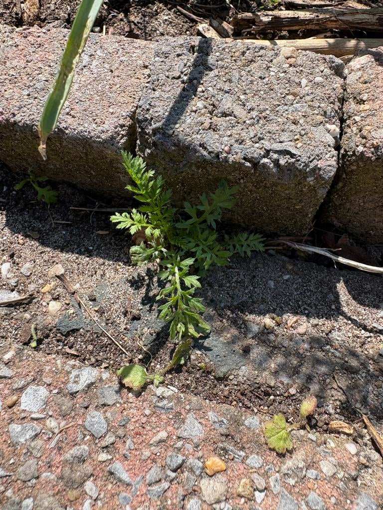 Zaailingen Duizendblad Rotterdam, Tuin en Terras, Planten | Tuinplanten, Ophalen, Eenjarig, Overige soorten, Volle zon