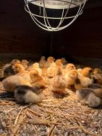 Cochin (Rood & Lemon Pyle / Buff Columbia)kuikens, Dieren en Toebehoren, Pluimvee, Geslacht onbekend, Kip