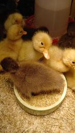 Eendenkuikens bestellen, Dieren en Toebehoren, Geslacht onbekend, Eend