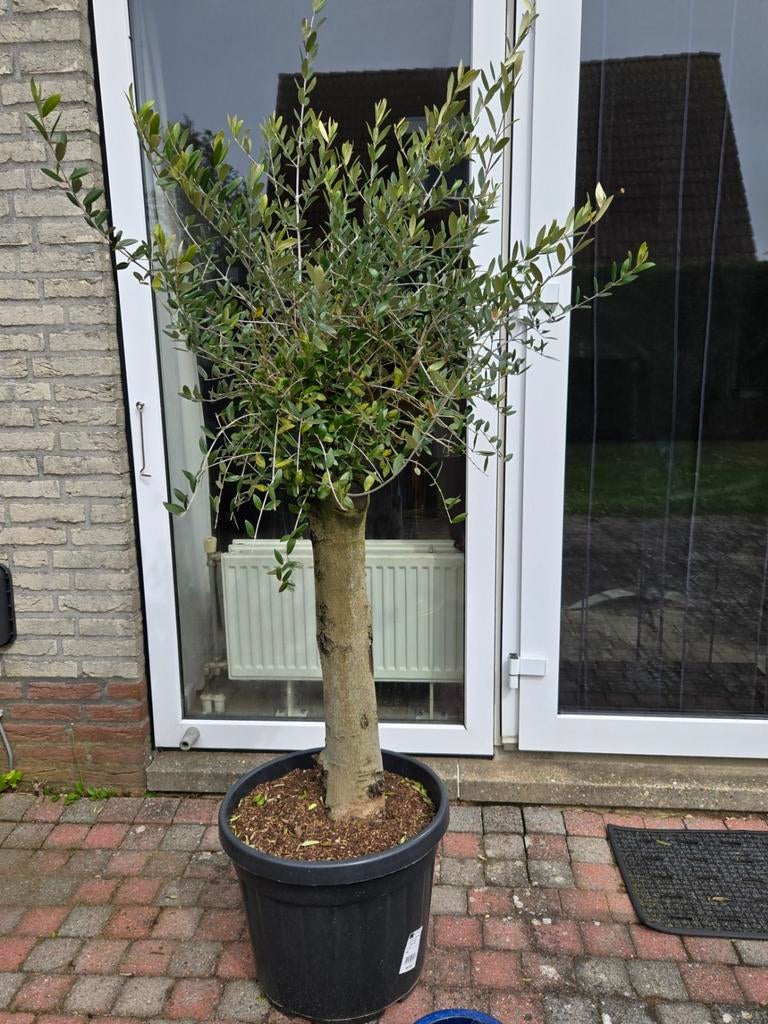 Olijfboom te koop!, Bloeit niet, 100 tot 250 cm, Olijfboom, Ophalen
