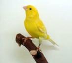 Waterslagers, Dieren en Toebehoren, Meerdere dieren, Kleurkanarie