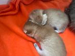 Te koop raszuivere britse korthaar kittens, Meerdere dieren, Gechipt, 0 tot 2 jaar