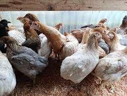 Araucana kippen: Bolstaarten., Dieren en Toebehoren, Pluimvee, Vrouwelijk, Kip