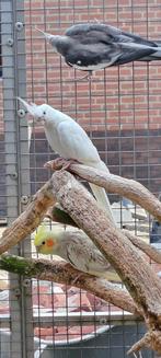 2x kweekkoppel valken, Meerdere dieren, Parkiet, Geringd