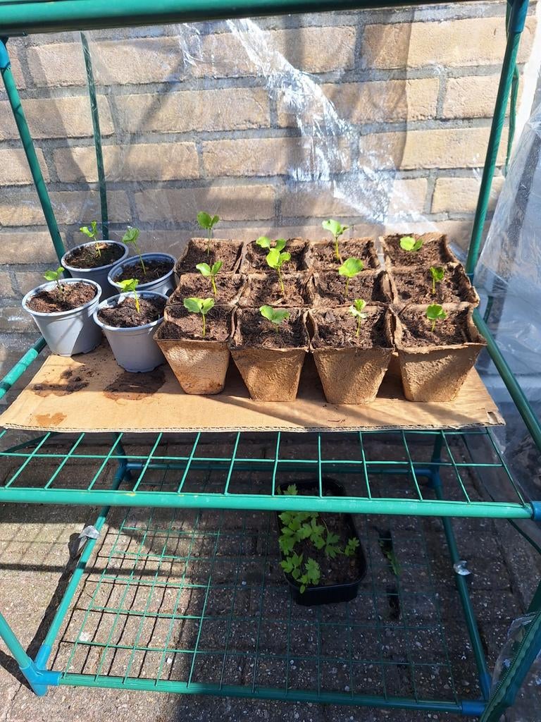 Hibiscus plantjes, Overige soorten, Volle zon, Vaste plant, Ophalen of Verzenden